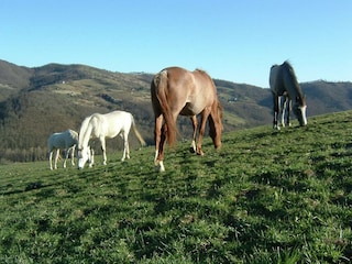 Farmhouse Monte Santa Maria Tiberina  32