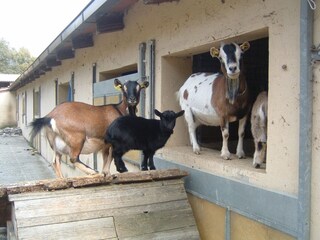 Type de propriété : Ferme Monte Santa Maria Tiberina  40