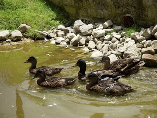 Vakantiehuisje Todi  38