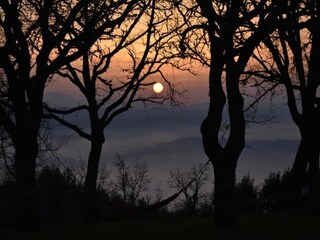 Fattoria San Maiano Ambiente 33