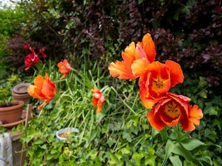 Bauernhof San Maiano  40