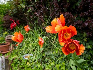 Boerderij San Maiano  40