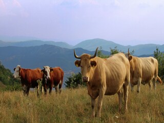 Ferienhaus Corvara (Abruzzen) Umgebung 37