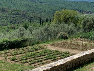 Vakantiehuis Pergine Valdarno Omgeving 16