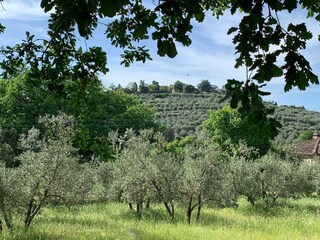 Ferienhaus Pergine Valdarno Umgebung 14