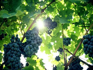 Appartement Coriano  39