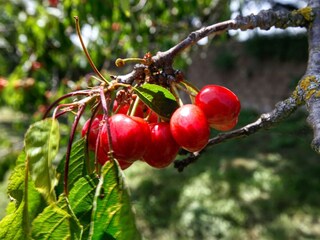 Vakantiehuisje Civitella d'Agliano  6