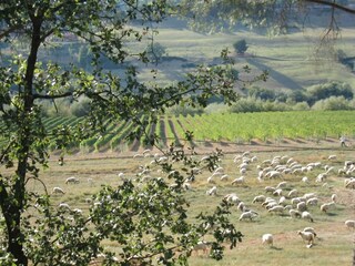 Villa Magliano Sabina Environnement 30