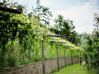 Vakantiehuis Paciano Buitenaudio-opname 14