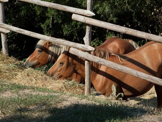 Holiday house Paciano Environment 35