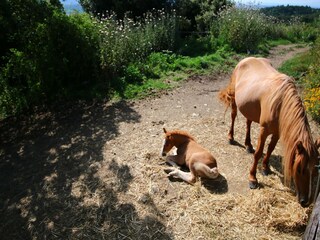 Farmhouse Paciano Environment 29