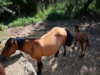Bauernhof Paciano Umgebung 31