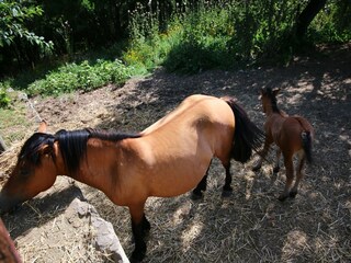 Fattoria Paciano Ambiente 31