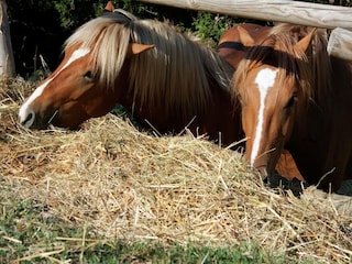 Type de propriété : Ferme Paciano  35