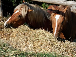 Type de propriété : Ferme Paciano  36