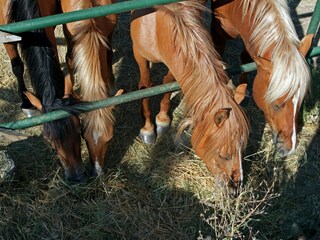 Type de propriété : Ferme Paciano  34