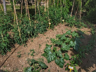 Bauernhof Paciano  38