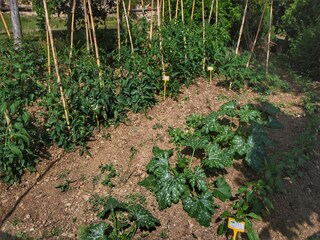 Type de propriété : Ferme Paciano  37
