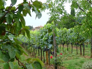 Type de propriété : Ferme Paciano Environnement 35