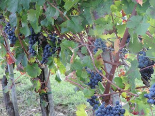 Boerderij Paciano Omgeving 33