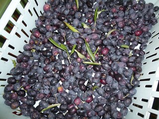 Type de propriété : Ferme Paciano Environnement 35