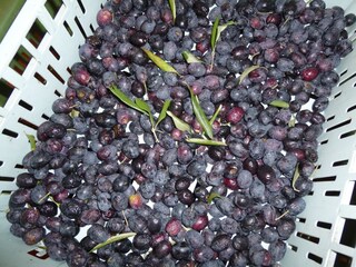 Type de propriété : Ferme Paciano Environnement 35