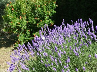 Maison de vacances Magione  35