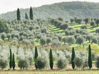 Cottage Magione Environment 32