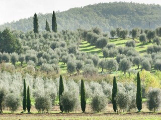 Cottage Magione Environment 35