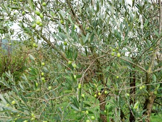 Boerderij Passignano sul Trasimeno  31