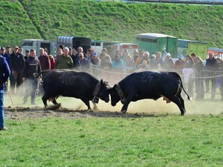 Apartment Antey Saint André Umgebung 35