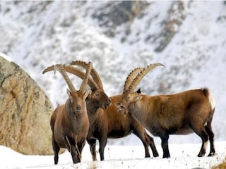 Apartment Antey Saint André Umgebung 28