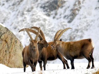 Appartamento Antey Saint André Ambiente 36