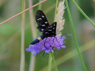 Bungalow Castiglione Chiavarese  34