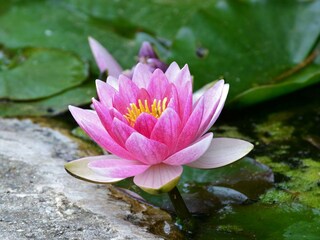 Bungaló Castiglione Chiavarese  40