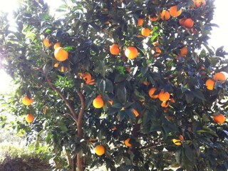 Appartement Finale Ligure Omgeving 28