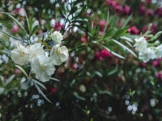 Appartement Marone Environnement 38