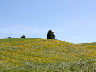 Casa per le vacanze Lusiana Ambiente 29