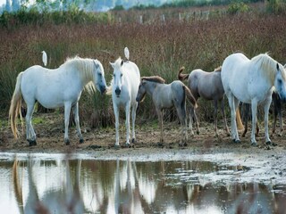 Appartement Lido di Volano Environnement 31