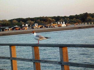 Apartamento Lido di Volano Entorno 36