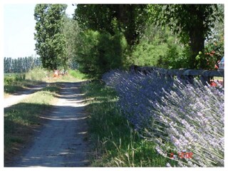 Apartment Lido di Volano Environment 24