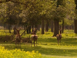 Apartment Lido di Volano Umgebung 36