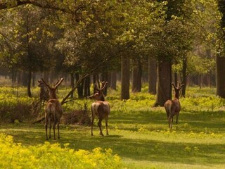 Appartamento Lido di Volano Ambiente 27