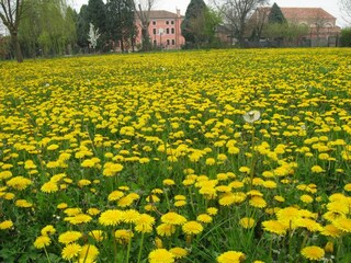 Casa de campo Pontecchio Polesine Grabación al aire libre 19