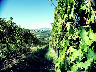 Appartamento Coriano Registrazione all'aperto 14