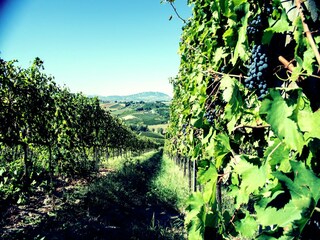 Apartamento Coriano Grabación al aire libre 13