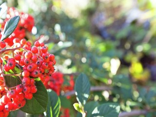 Appartamento Greve in Chianti  37