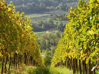 Vakantiehuis Tavarnelle Val di Pesa Omgeving 34