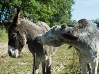 Vakantiehuis Borgo San Lorenzo  36