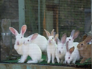 Ferienhaus Borgo San Lorenzo  34